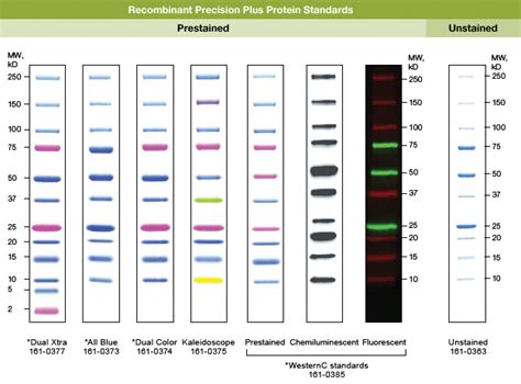 Protein Standards & Ladders 